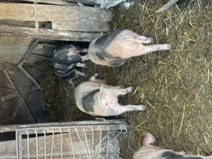 Soldani de vanzare tel.  - imagine 2