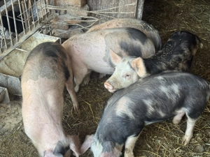 Soldani de vanzare tel.  - imagine 4