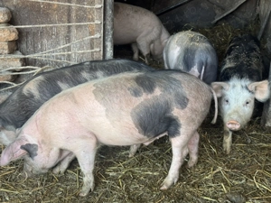 Soldani de vanzare tel.  - imagine 5