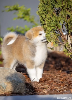 Akita Inu fată și băiat - imagine 2