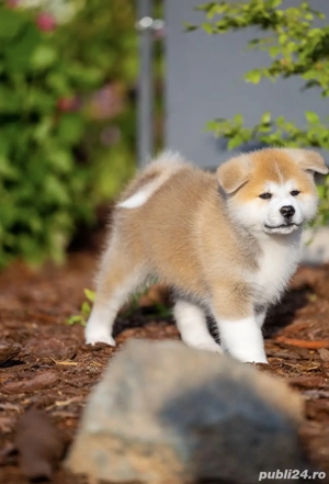 Akita Inu fată și băiat