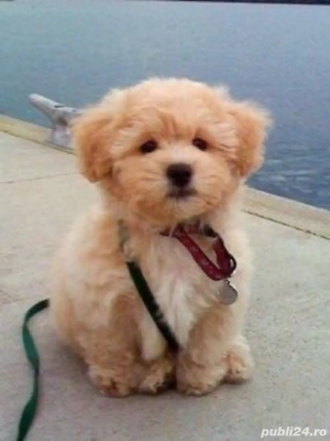 maltipooo bichon havanez auriu