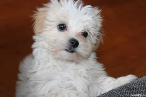 Bhison jucausi  - imagine 2