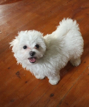 Bhison jucausi  - imagine 4