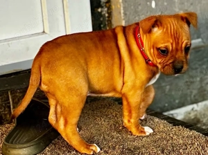 fetiță amstaff  - imagine 3