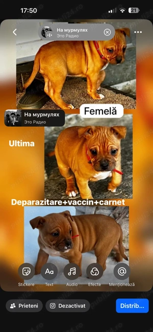 fetiță amstaff  - imagine 5