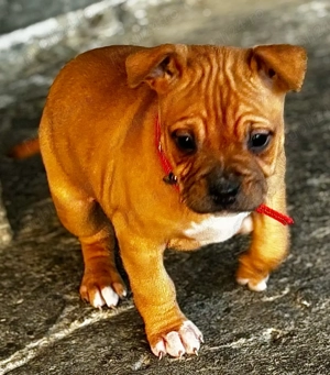 fetiță amstaff  - imagine 4