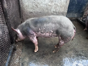 grasuni porci  - imagine 2