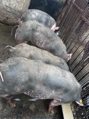 grasuni porci  - imagine 4