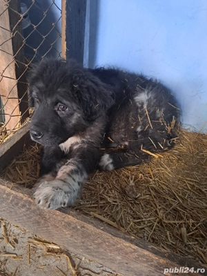 ciobanesc de bucovina  - imagine 3