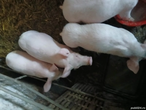 De vanzare purcei marele alb cu pietrea au 22 kg - imagine 2