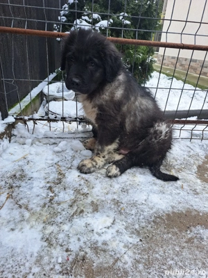 ciobanesc de bucovina  - imagine 4