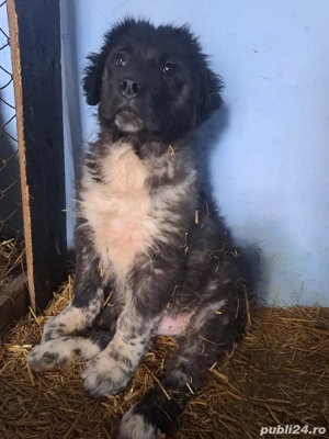 ciobanesc de bucovina  - imagine 2
