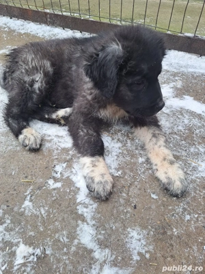 ciobanesc de bucovina  - imagine 5