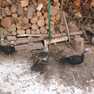 familie 2+1 Rațe mute  leșești 