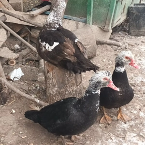 familie 2+1 Rațe mute  leșești  - imagine 3