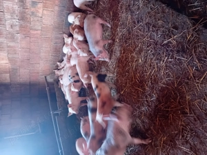 Vind purcei - imagine 4