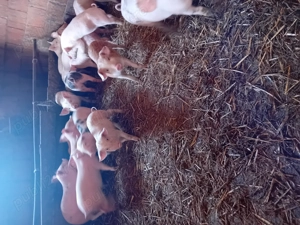 Vind purcei - imagine 2