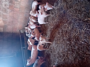 Vind purcei - imagine 3