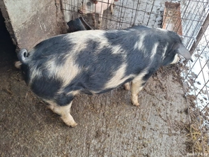 Vand scroafa de rasa