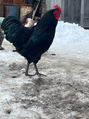 Cocoși de vânzare  - imagine 3