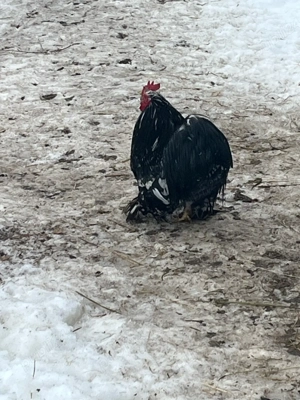 Cocoși de vânzare  - imagine 2