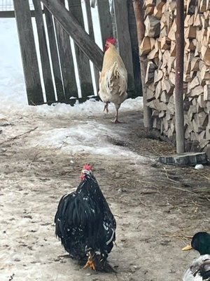 Cocoși de vânzare  - imagine 5