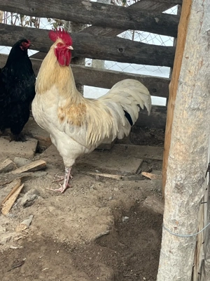 Cocoși de vânzare  - imagine 4