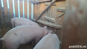 Porci de vanzare - imagine 2