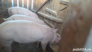 Porci de vanzare