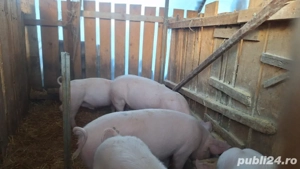 Porci de vanzare - imagine 3