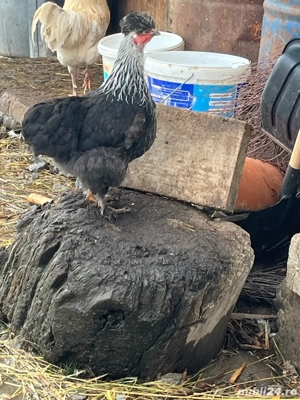 Vând o pereche de găinușe pitici  - imagine 2