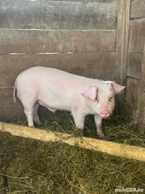 Vând porci - imagine 5
