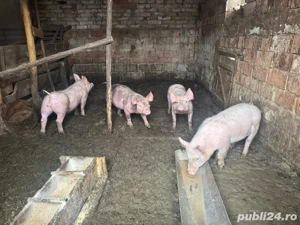 Vând porci - imagine 4