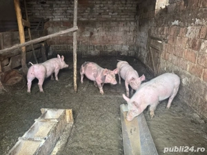 Vând porci - imagine 2