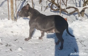 Disponibil femelă American Bully! - imagine 2