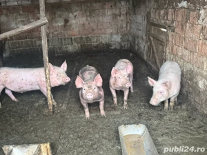 Vând porci - imagine 3
