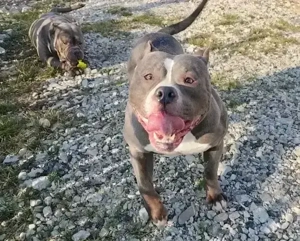 Disponibil femelă American Bully! - imagine 4