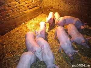 Purcei rasa de carne! - imagine 2