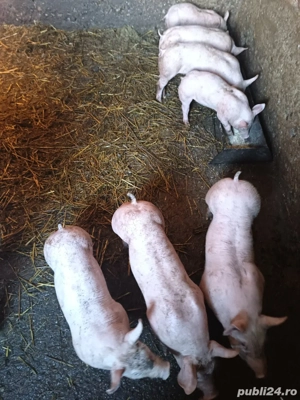 Purcei rasa de carne! - imagine 5