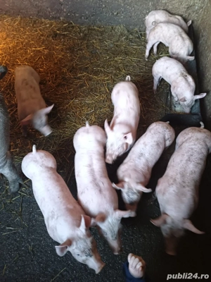 Purcei rasa de carne! - imagine 4