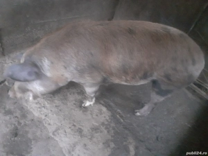 Scroafa de vanzare  - imagine 2