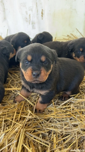Pui rottweiler de vanzare - imagine 2