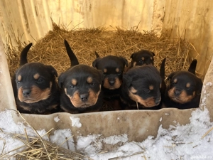 Pui rottweiler de vanzare - imagine 3