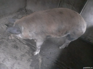 Scroafa de vanzare  - imagine 3