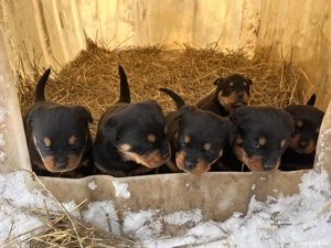 Pui rottweiler de vanzare - imagine 5