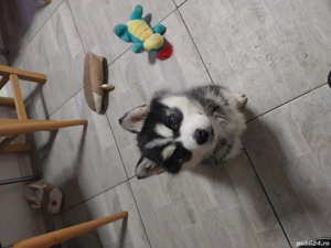 Husky siberian pui  - imagine 4