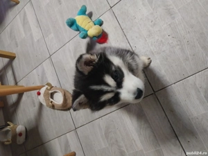 Husky siberian pui  - imagine 5