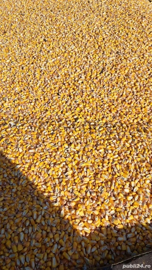 Vând porumb productie 2025