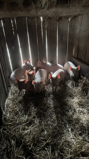 Vând purcei de 10 săptămâni, 21 bucăți  - imagine 3